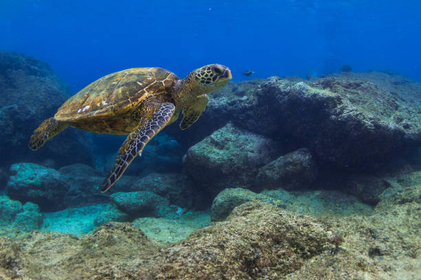 istock Beautiful Hawaiian Green Sea Turtle 890288344
