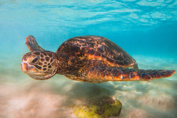 istock Beautiful Hawaiian Green Sea Turtle 890288352