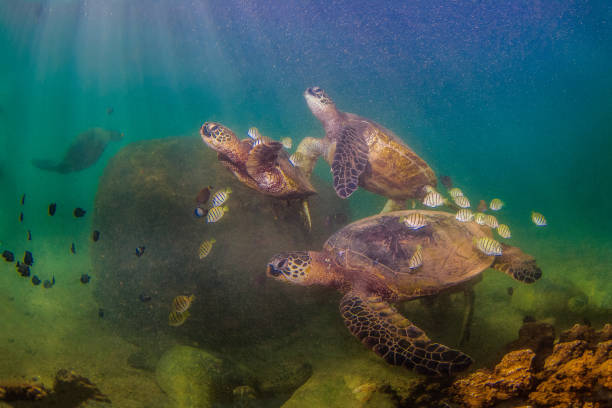 istock Beautiful Hawaiian Green Sea Turtle 890288576