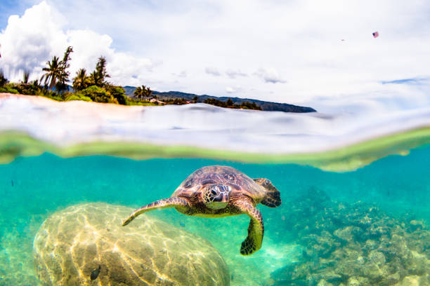 istock Beautiful Hawaiian Green Sea Turtle 890288700