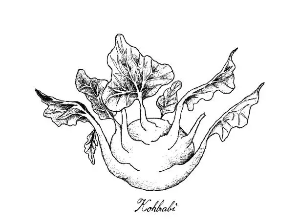 Vector illustration of Hand Drawn of Fresh Kohlrabi on White Background