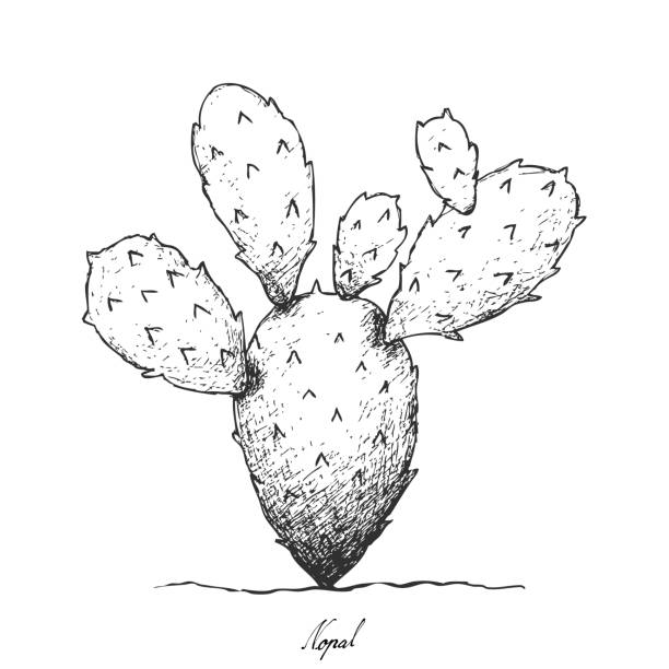 illustrazioni stock, clip art, cartoni animati e icone di tendenza di disegnato a mano di nopal cactus su sfondo bianco - prickly pear pad