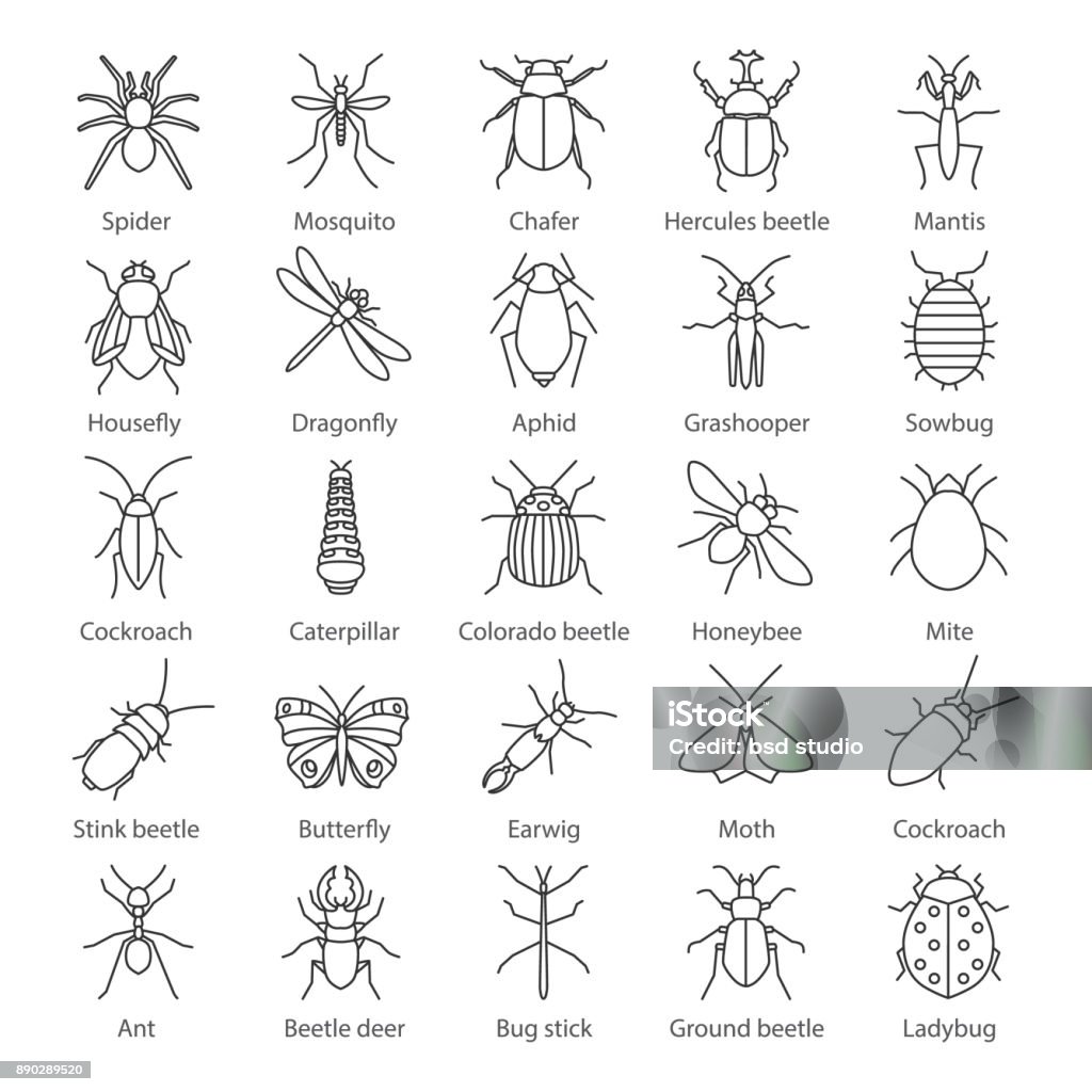Insects icons Insects linear vector icons. Thin line. Bugs. Entomologist collection Animal stock vector