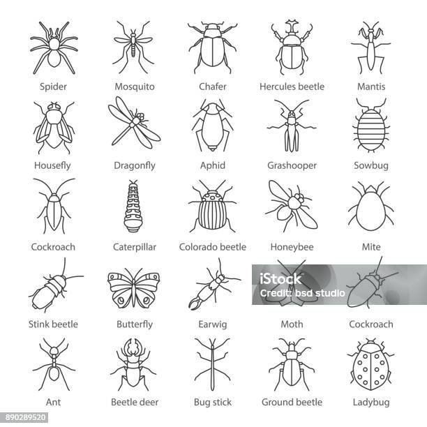 Insects Icons Stock Illustration - Download Image Now - Animal, Arthropod, Beetle