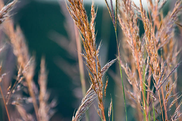 istock Abstract of prairie grass 89029325