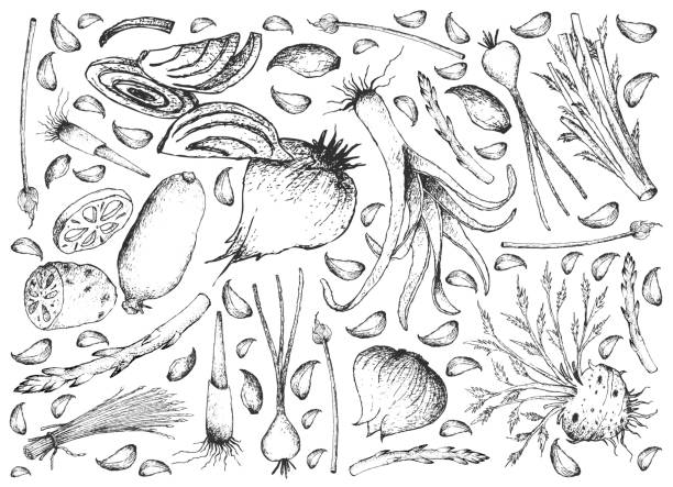 ilustrações, clipart, desenhos animados e ícones de mão desenhada do bulbo e haste fundo de legumes - chive onion spring onion garlic
