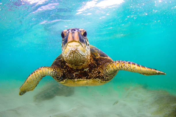 istock Beautiful Hawaiian Green Sea Turtle 890294452