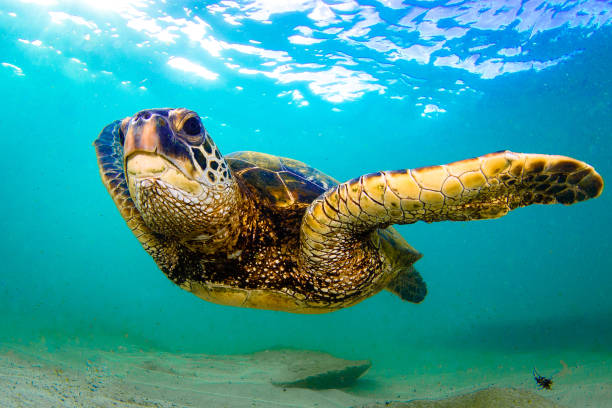 istock Beautiful Hawaiian Green Sea Turtle 890294480
