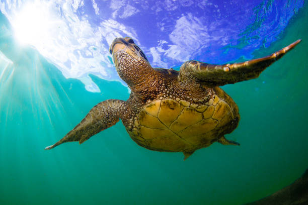 bellissima tartaruga marina verde hawaiana - stanislaus county foto e immagini stock