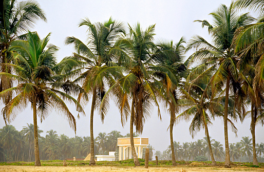 Panoramic view of green palm trees in summer, Blue sky background.