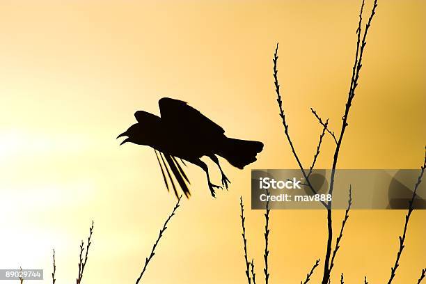 Spaventata Corvo - Fotografie stock e altre immagini di Ala di animale - Ala di animale, Animale, Colore nero