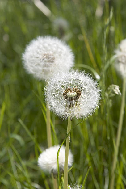 Blowball 3 stock photo