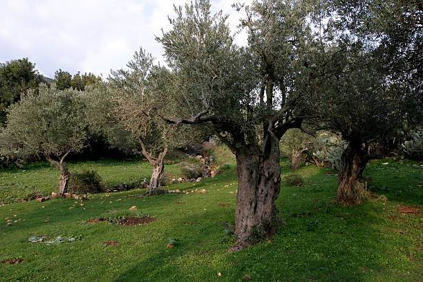 Garden of Gethsemane  garden of gethsemane stock pictures, royalty-free photos & images