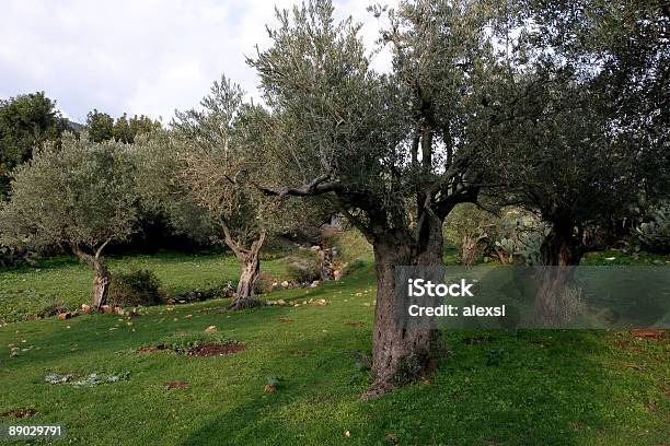 Garden Of Gethsemane Stock Photo - Download Image Now - Garden Of Gethsemane, Olive Tree, Historical Palestine