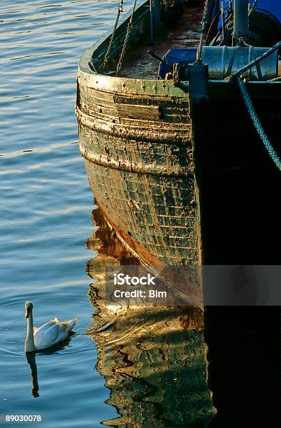 Old Boat And Swan Stock Photo - Download Image Now - Ancient, Aquatic Organism, Beauty In Nature