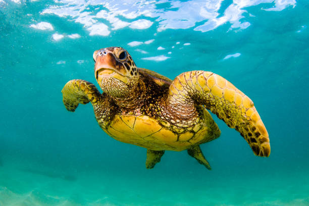 istock Beautiful Hawaiian Green Sea Turtle 890312022