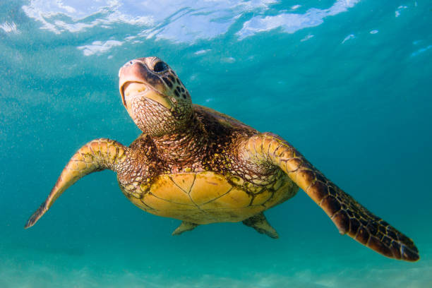 istock Beautiful Hawaiian Green Sea Turtle 890312304