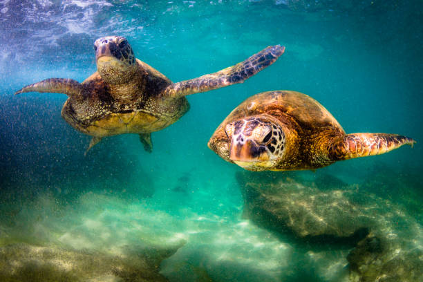 istock Beautiful Hawaiian Green Sea Turtle 890314496