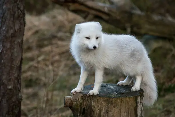 Photo of Arctic fox, Vulpes Lagopus, in white winter coat standing on a tree stump with natural forest background, no snow