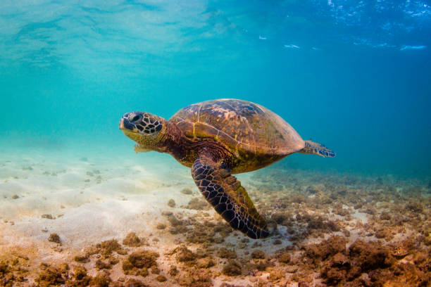 istock Beautiful Hawaiian Green Sea Turtle 890314664
