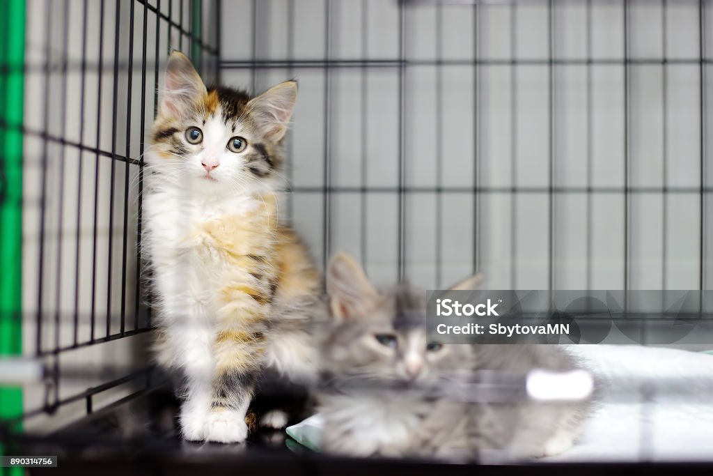 Deux chatons dans une cage dans un refuge pour animaux - Photo de Refuge pour animaux libre de droits