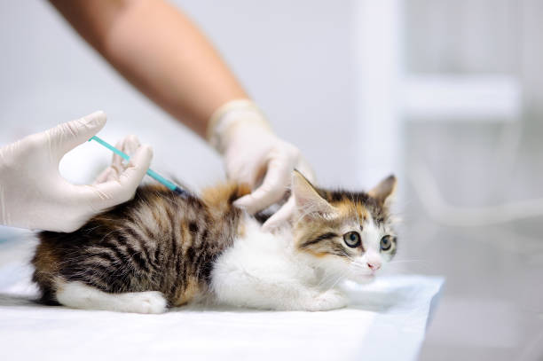 istock Female veterinary doctor giving injection for cute kitten 890314764