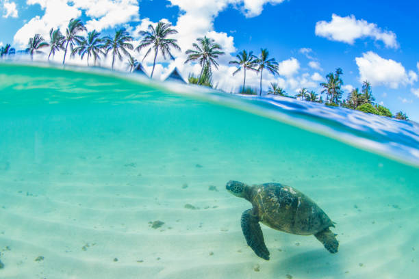 istock Beautiful Hawaiian Green Sea Turtle 890314838