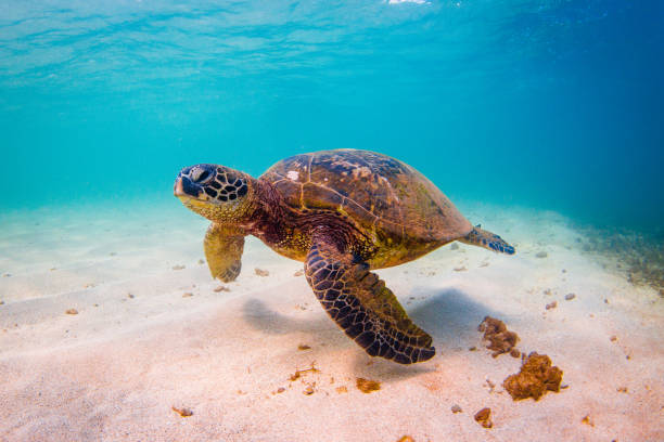 istock Beautiful Hawaiian Green Sea Turtle 890314840