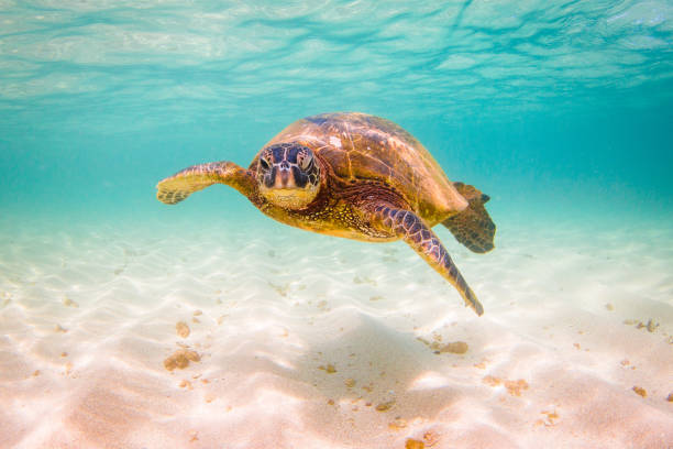 istock Beautiful Hawaiian Green Sea Turtle 890314852