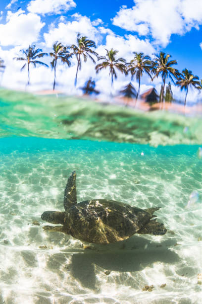 istock Beautiful Hawaiian Green Sea Turtle 890319264