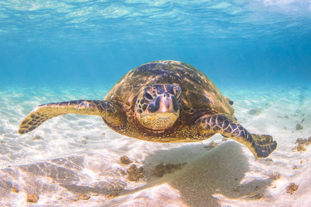 istock Beautiful Hawaiian Green Sea Turtle 890319456
