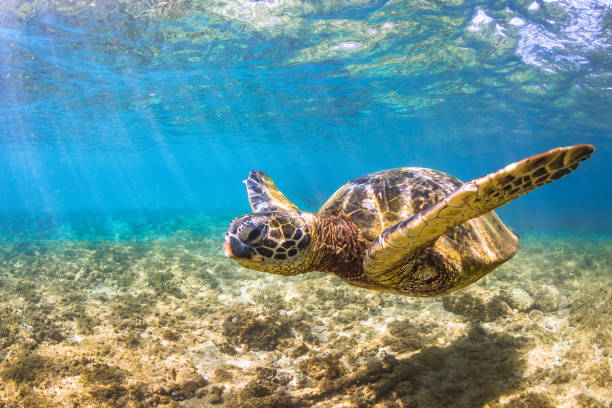 istock Beautiful Hawaiian Green Sea Turtle 890319534