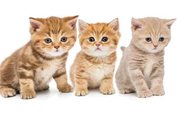 istock Portrait of three little kittens 890320064
