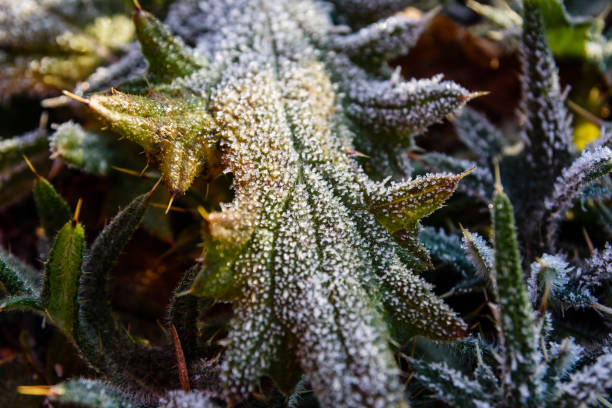 istock Leaf covered with a hoarfrost on autumn 890322584