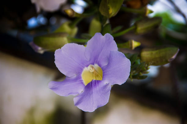 istock Blue thunbergia grandiflora blooms in spring 890325450
