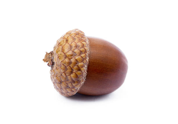 istock Ripe acorns isolated on a white background 890331608