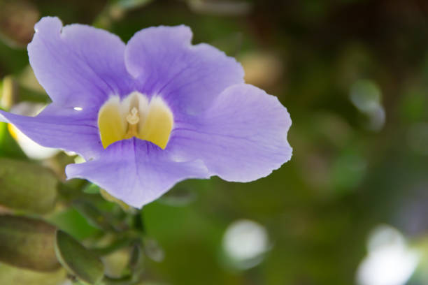 istock Blue thunbergia grandiflora blooms in spring 890331622