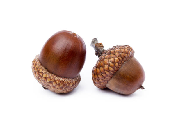 istock Ripe acorns isolated on a white background 890331644