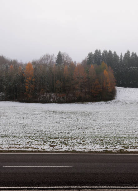 istock forest in snow covered field with road 890331792