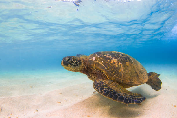 istock Beautiful Hawaiian Green Sea Turtle 890334554