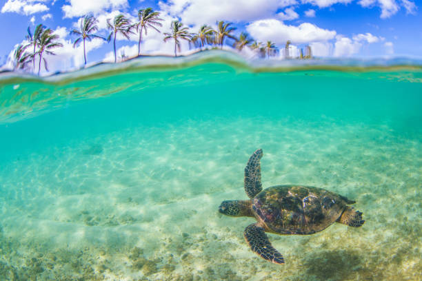 istock Beautiful Hawaiian Green Sea Turtle 890334636
