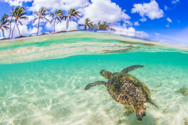 istock Beautiful Hawaiian Green Sea Turtle 890334990