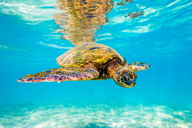 istock Beautiful Hawaiian Green Sea Turtle 890335110