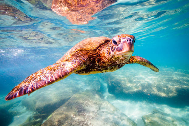 istock Beautiful Hawaiian Green Sea Turtle 890335256