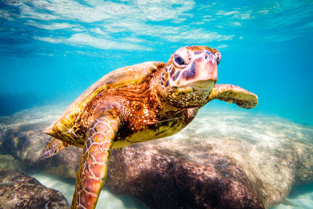 istock Beautiful Hawaiian Green Sea Turtle 890335262