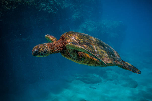 istock Beautiful Hawaiian Green Sea Turtle 890337614