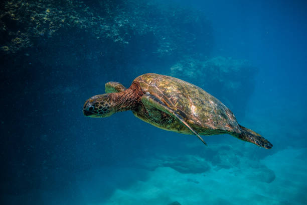 istock Beautiful Hawaiian Green Sea Turtle 890337666