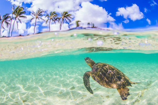istock Beautiful Hawaiian Green Sea Turtle 890337670