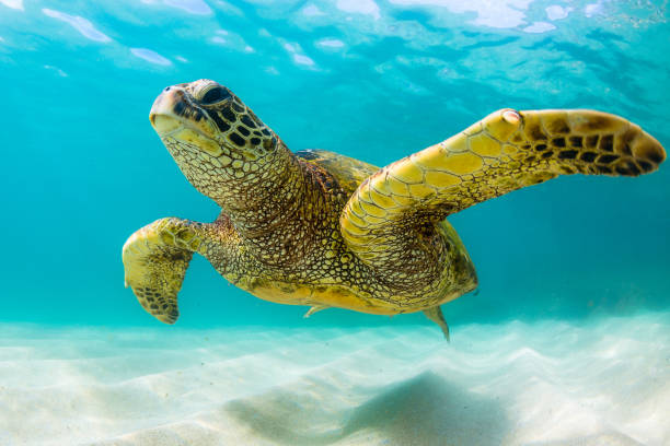 istock Beautiful Hawaiian Green Sea Turtle 890342110