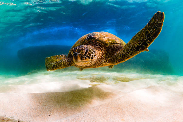istock Beautiful Hawaiian Green Sea Turtle 890342132